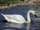 Bewick's Swan (WWT Slimbridge May 2012) - pic by Nigel Key